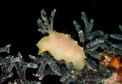 c5060 in the pt020. Only camera flash. Depth ~18m on a tw... by Keir Davis 